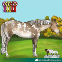 Horse Color:Gray White Spotted Silver Buckskin Pearl Rabicano