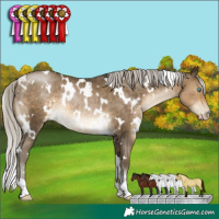Horse Color:Gray White Spotted Silver Buckskin Pearl Rabicano