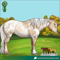 Horse Color:Gray White Spotted Silver Sable Champagne Pearl Dun Appaloosa Rabicano 