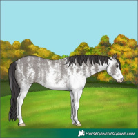 Horse Color:White Spotted Smoky Grullo Rabicano