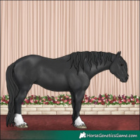 Horse Color:Black 