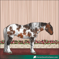Horse Color:White Spotted Brown 