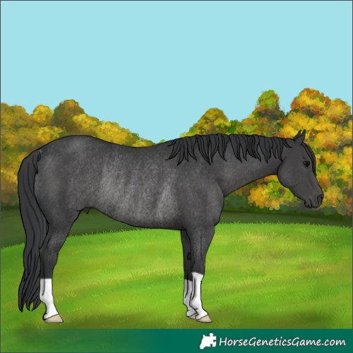 Horse Color:Black Rabicano 