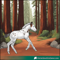Horse Color:Bay Splash Tobiano Rabicano