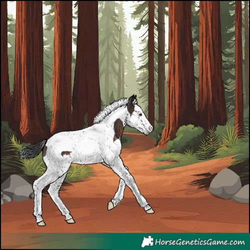 Horse Color:Brown Splash Tobiano Rabicano 