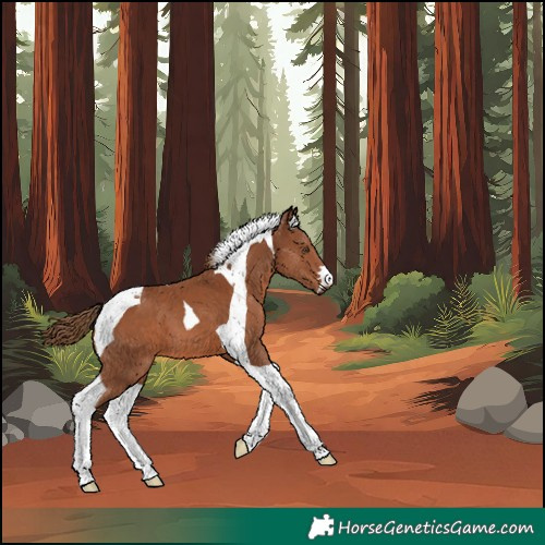 Horse Color:Chestnut Tobiano 