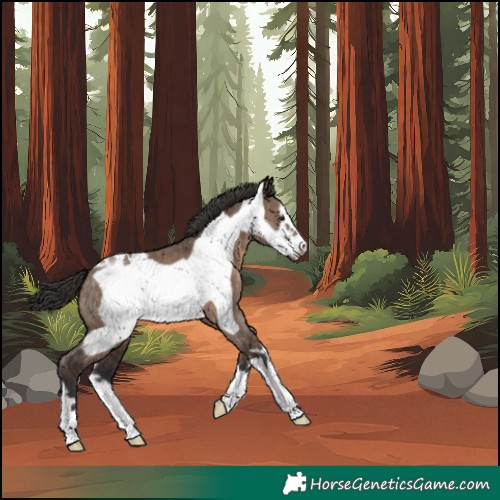 Horse Color:Brown Dun Frame Appaloosa 