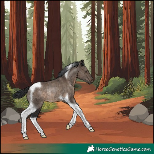 Horse Color:Brown Dun Tobiano Rabicano 