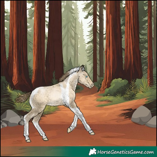 Horse Color:Buckskin Pearl Dun Tobiano Rabicano 