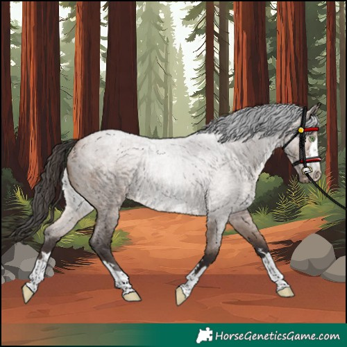 Horse Color:Bay Roan Dun Rabicano 