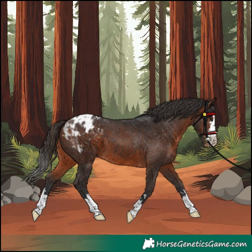Horse Color:Brown Appaloosa 