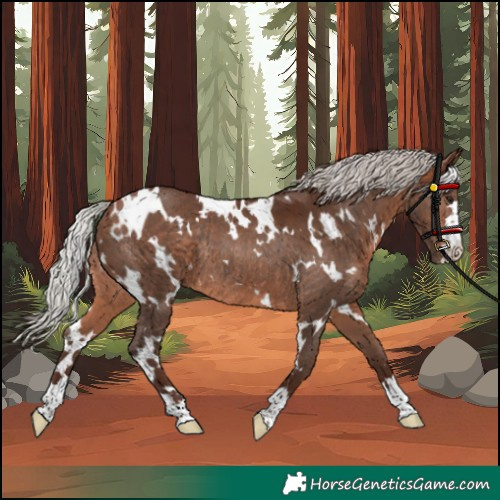 Horse Color:White Spotted Silver Bay Rabicano 