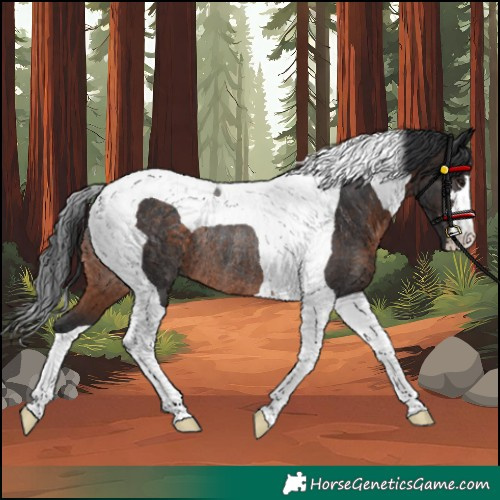 Horse Color:Brown Tobiano Rabicano 
