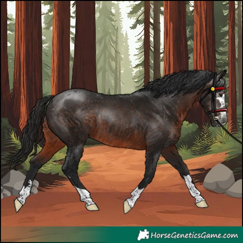 Horse Color:Gray Bay Rabicano 