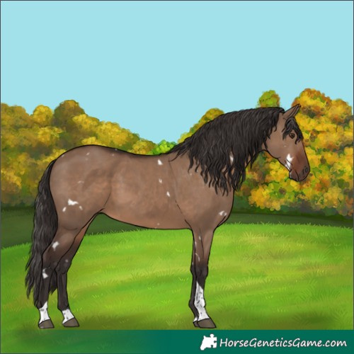 Horse Color:White Spotted Liver Red Dun Tobiano 