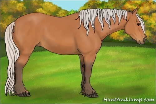 Horse Color:Silver Bay
