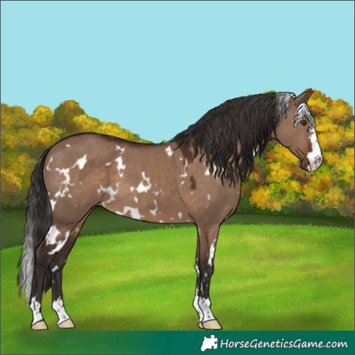 Horse Color:White Spotted Liver Red Dun 