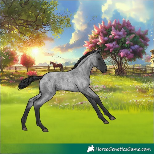Horse Color:Blue Roan 