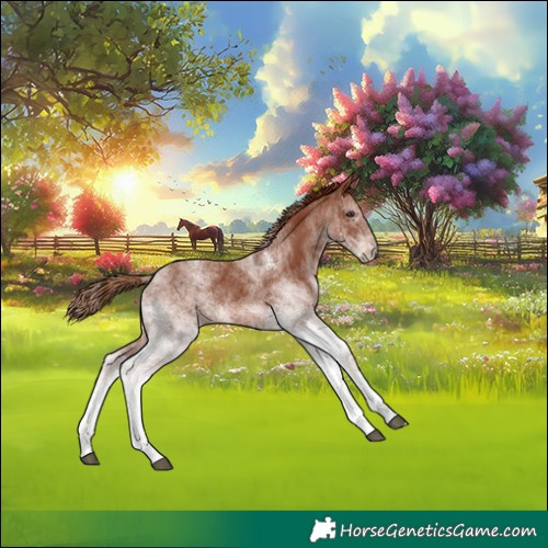 Horse Color:White Spotted Chestnut 