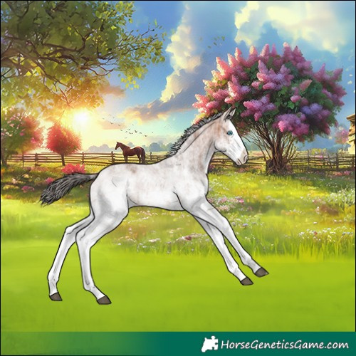 Horse Color:White Spotted Bay Splash 