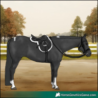 Horse Color:Black Tobiano