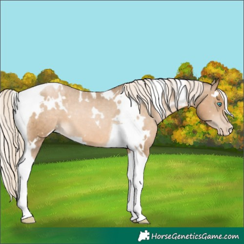 Horse Color:White Spotted Chocolate Palomino Pearl Tobiano Appaloosa 