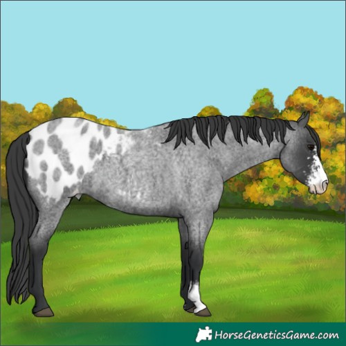 Horse Color:Blue Roan Sabino Appaloosa 
