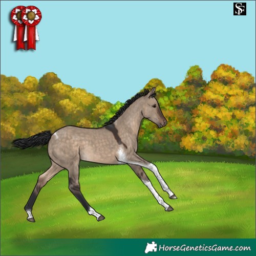 Horse Color:Brown Dun Tobiano 