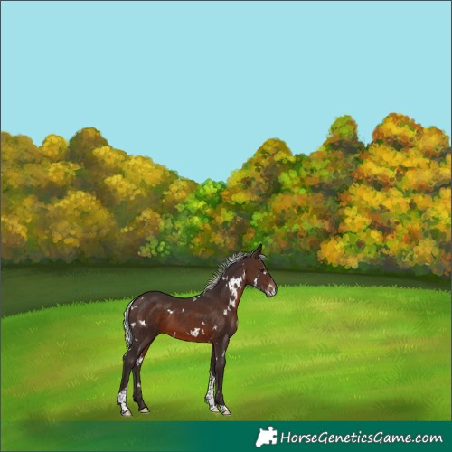 Horse Color:White Spotted Silver Brown Mushroom Tobiano