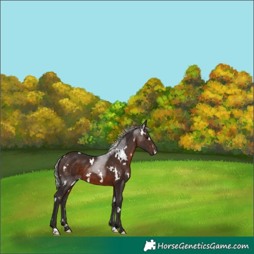 Horse Color:White Spotted Silver Brown 