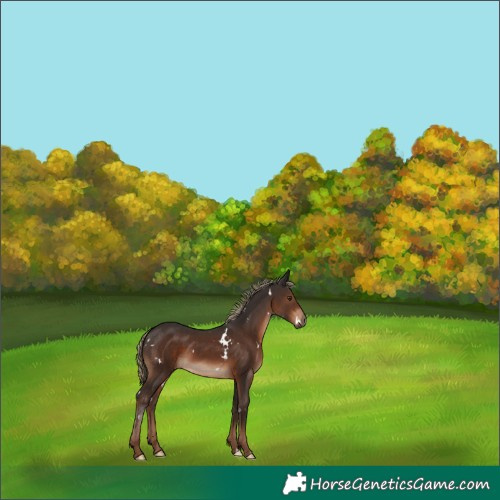 Horse Color:White Spotted Liver Chestnut 