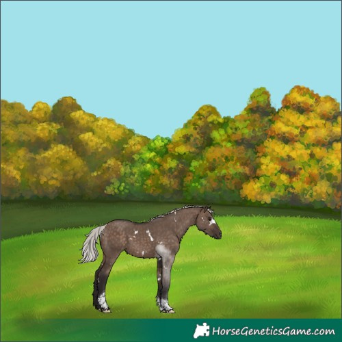Horse Color:White Spotted Silver Brown Dun Tobiano Rabicano