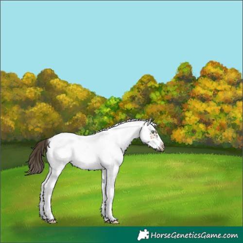 Horse Color:White Spotted Buckskin Frame 