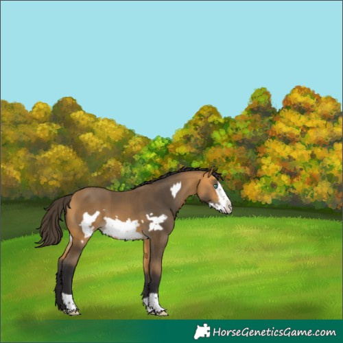 Horse Color:Buckskin Frame 