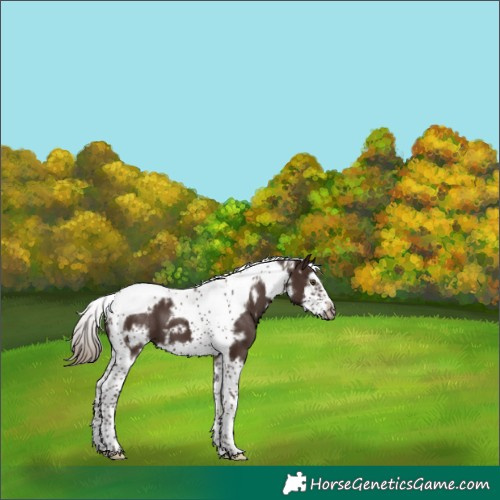 Horse Color:White Spotted Liver Chestnut Splash Tobiano Frame