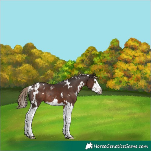 Horse Color:White Spotted Liver Chestnut Splash Frame Rabicano 