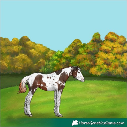 Horse Color:White Spotted Liver Chestnut Splash Tobiano