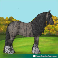 Horse Color:Black  and Grullo 
