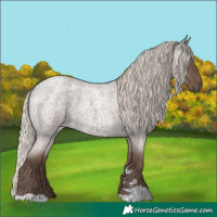 Horse Color:Silver Blue Roan