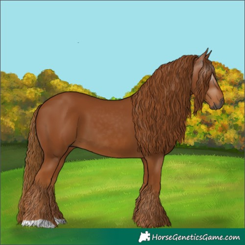 Horse Color:Gray Chestnut 
