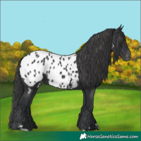 Horse Color:Black Near Leopard 