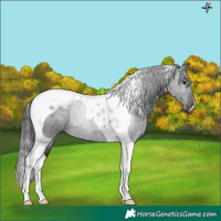 Horse Color:Black Tobiano 