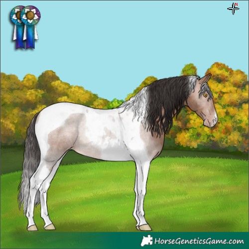 Horse Color:Sable Champagne Tobiano