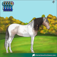 Horse Color:Sable Champagne Tobiano 