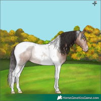 Horse Color:Sable Champagne Tobiano 