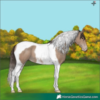Horse Color:Classic Champagne Tobiano