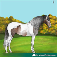 Horse Color:Gray Bay Tobiano 