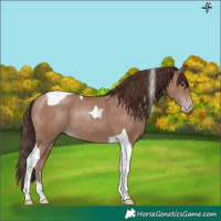 Horse Color:Classic Champagne Tobiano 