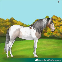 Horse Color:Gray Sable Champagne Tobiano 