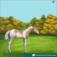 Horse Color:Silver Classic Cream Champagne Tobiano 